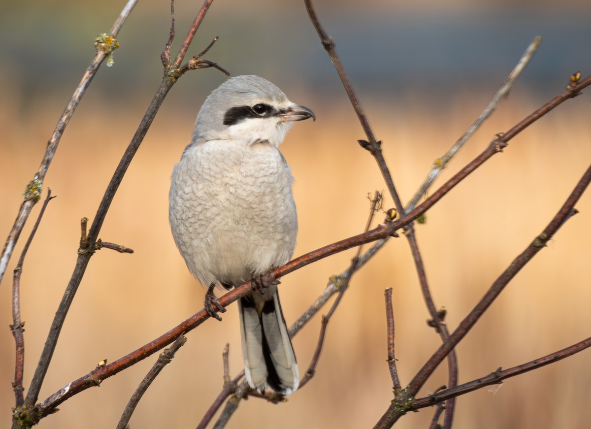 Northern Shrike - John Beshears