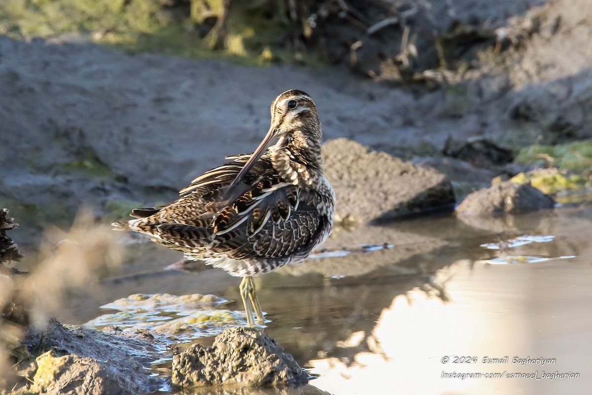 Common Snipe - Esmail Bagheriyan