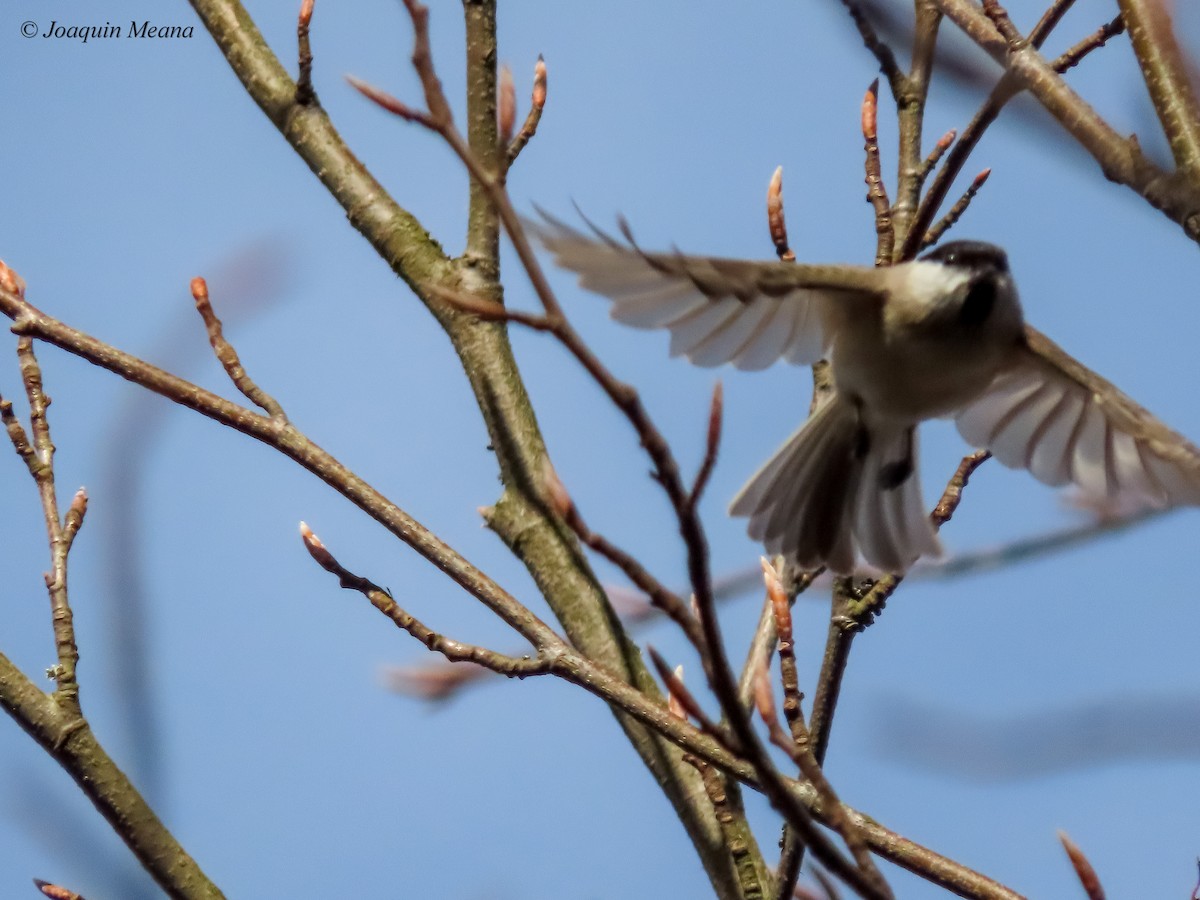 Marsh Tit - ML615542625