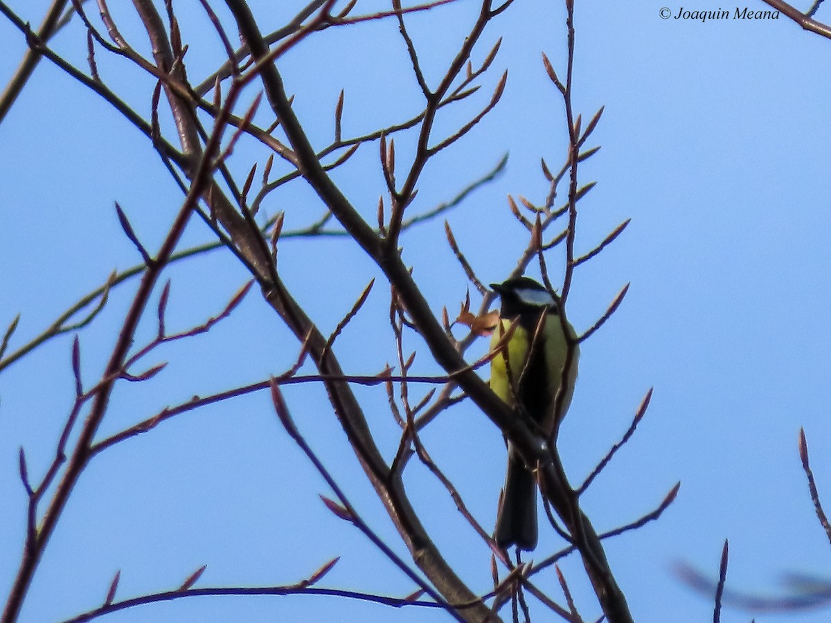 Mésange charbonnière - ML615542631