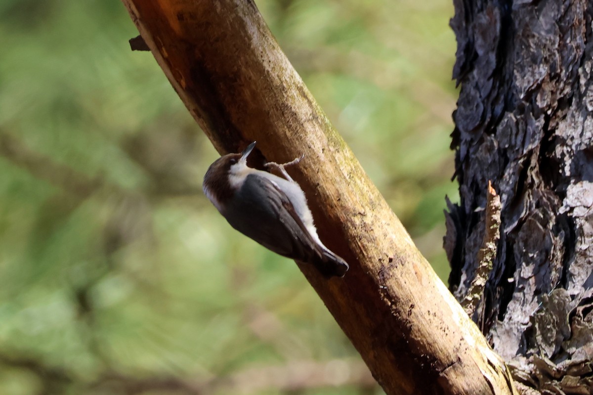 Brown-headed Nuthatch - ML615542658