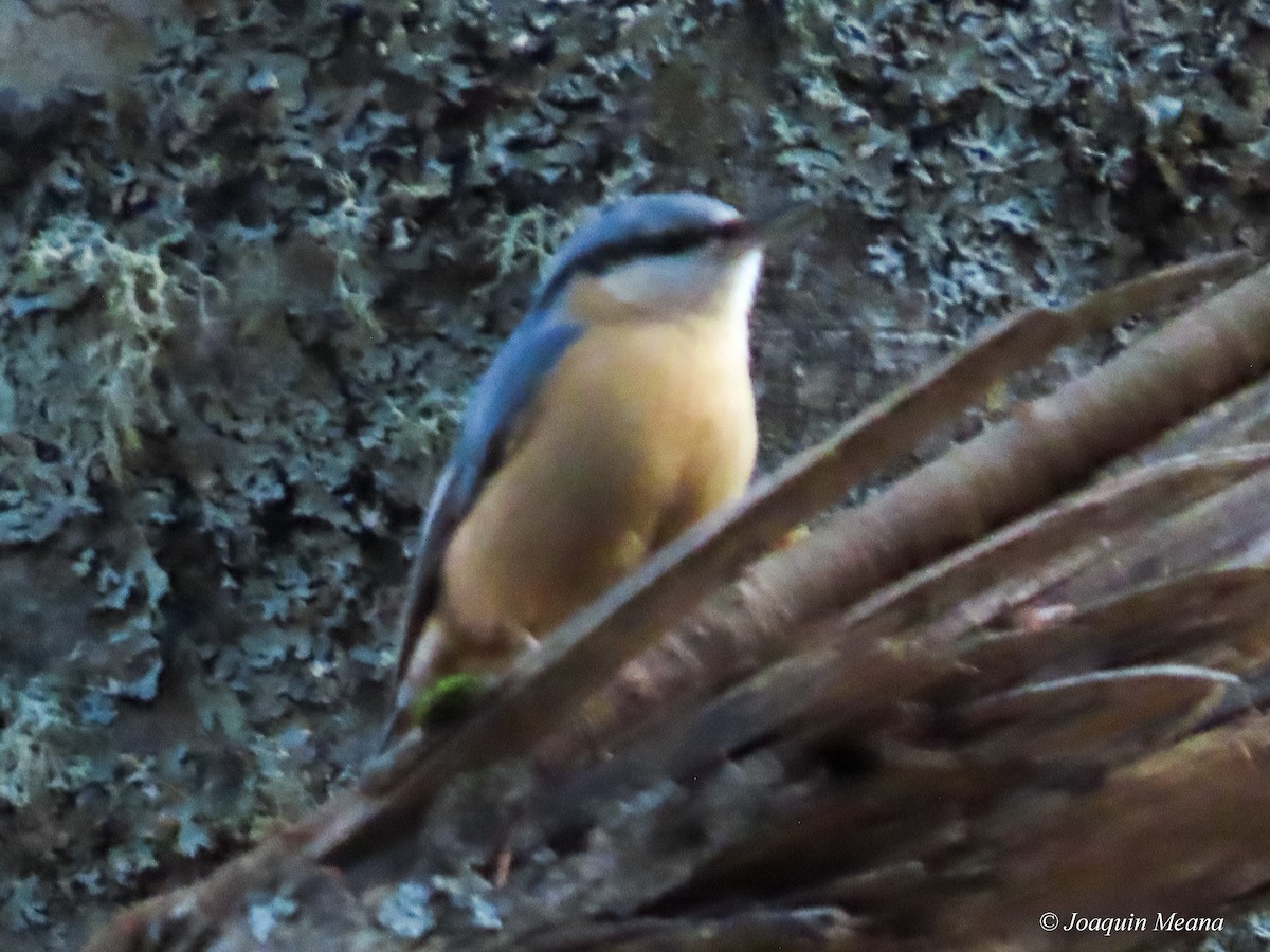 Eurasian Nuthatch - ML615542677