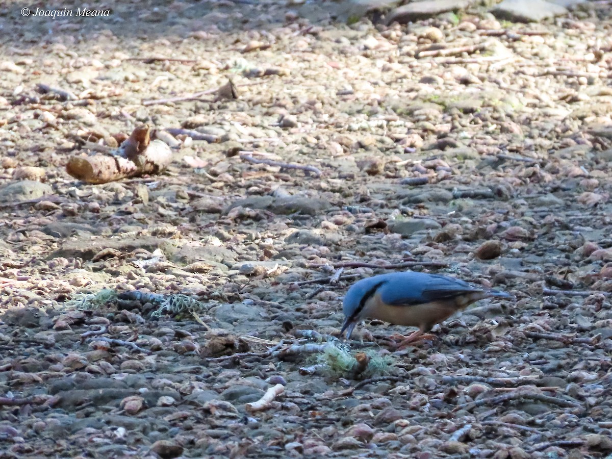 Eurasian Nuthatch - ML615542678