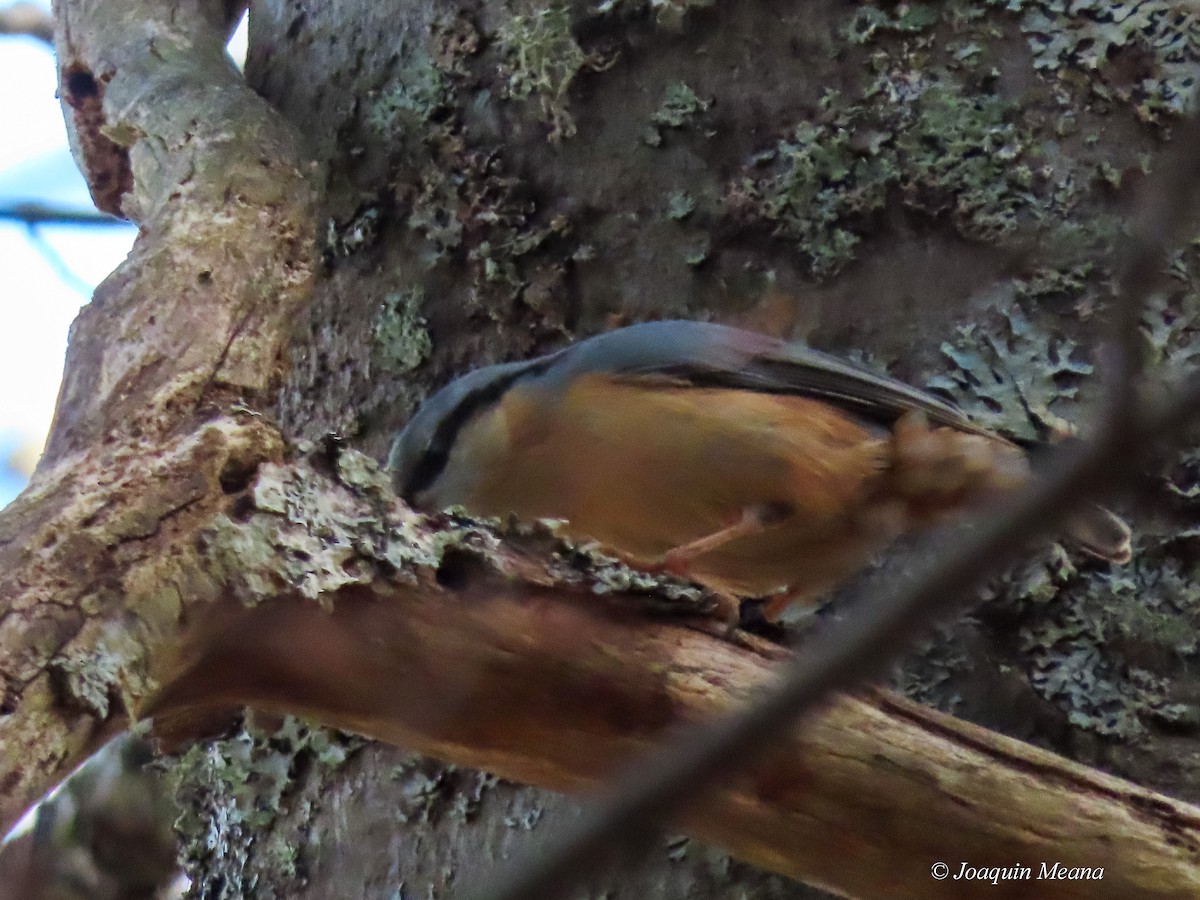 Eurasian Nuthatch - ML615542707