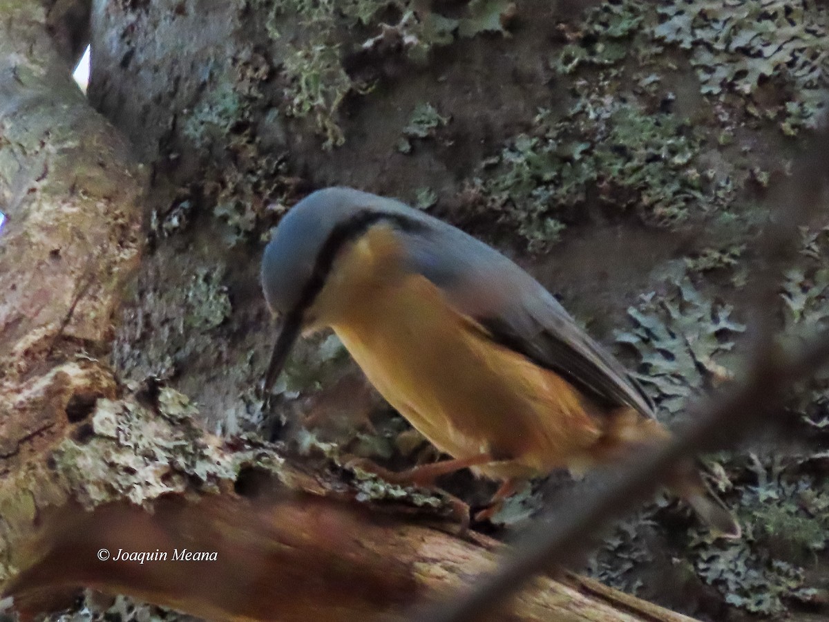 Eurasian Nuthatch - ML615542708