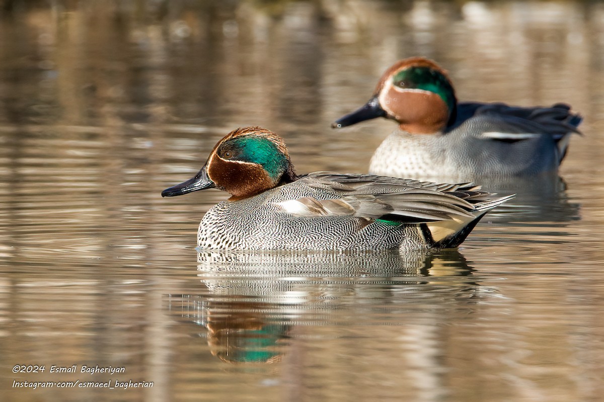 Green-winged Teal - Esmail Bagheriyan