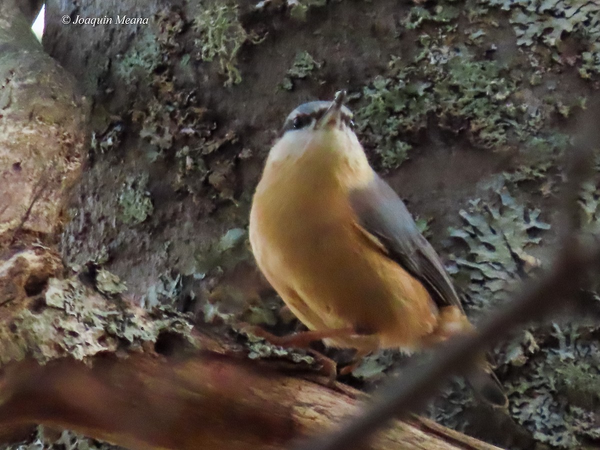 Eurasian Nuthatch - ML615542712