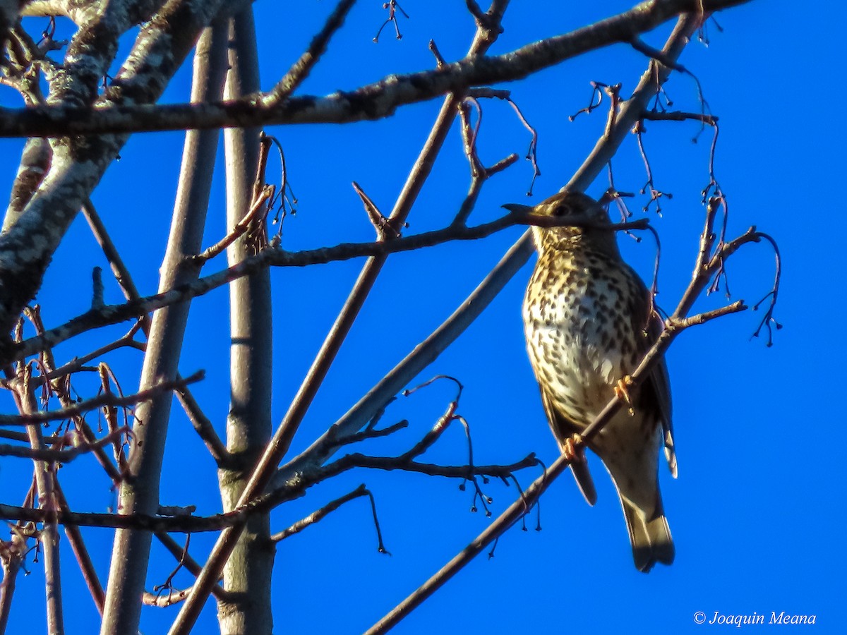 Song Thrush - ML615542746