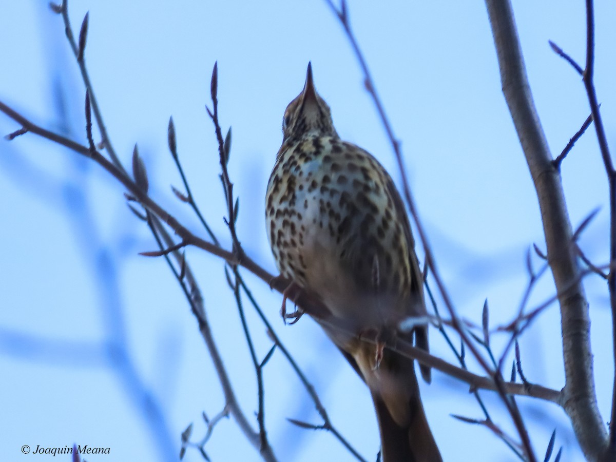 Song Thrush - Joaquín Meana