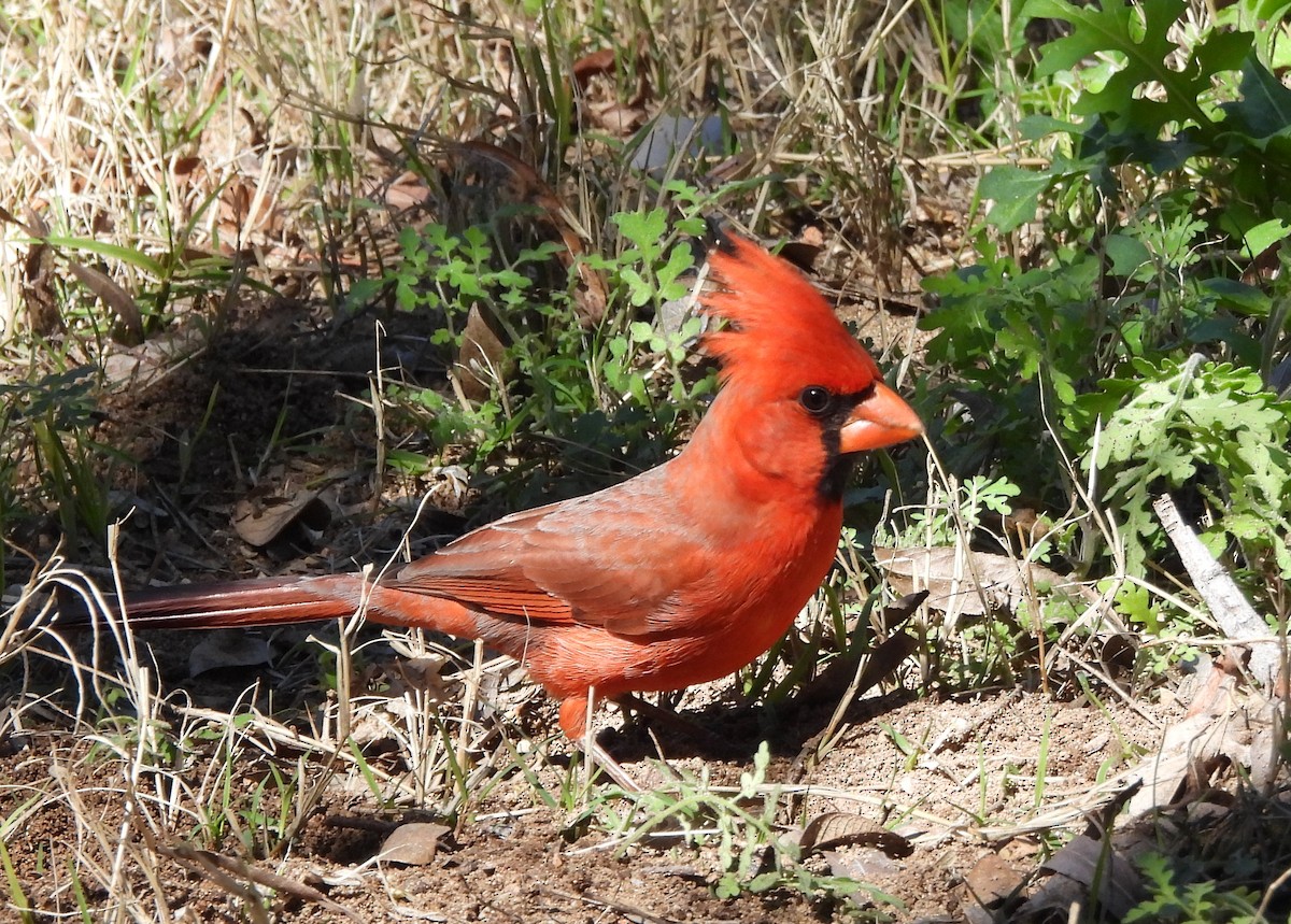 Cardinal rouge - ML615542758