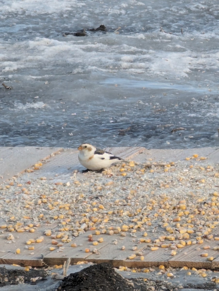 Цасч хөмрөг - ML615542765