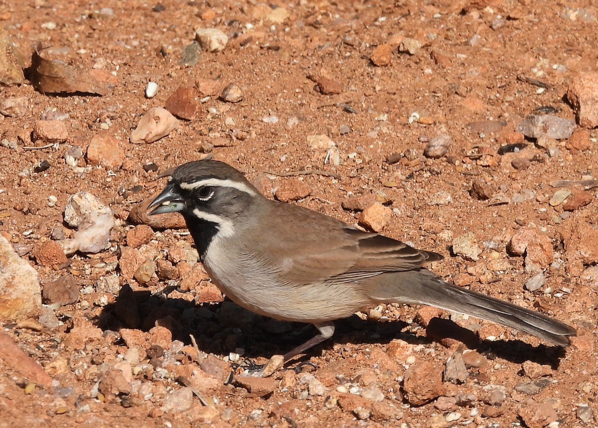 Black-throated Sparrow - Renee Goodhue