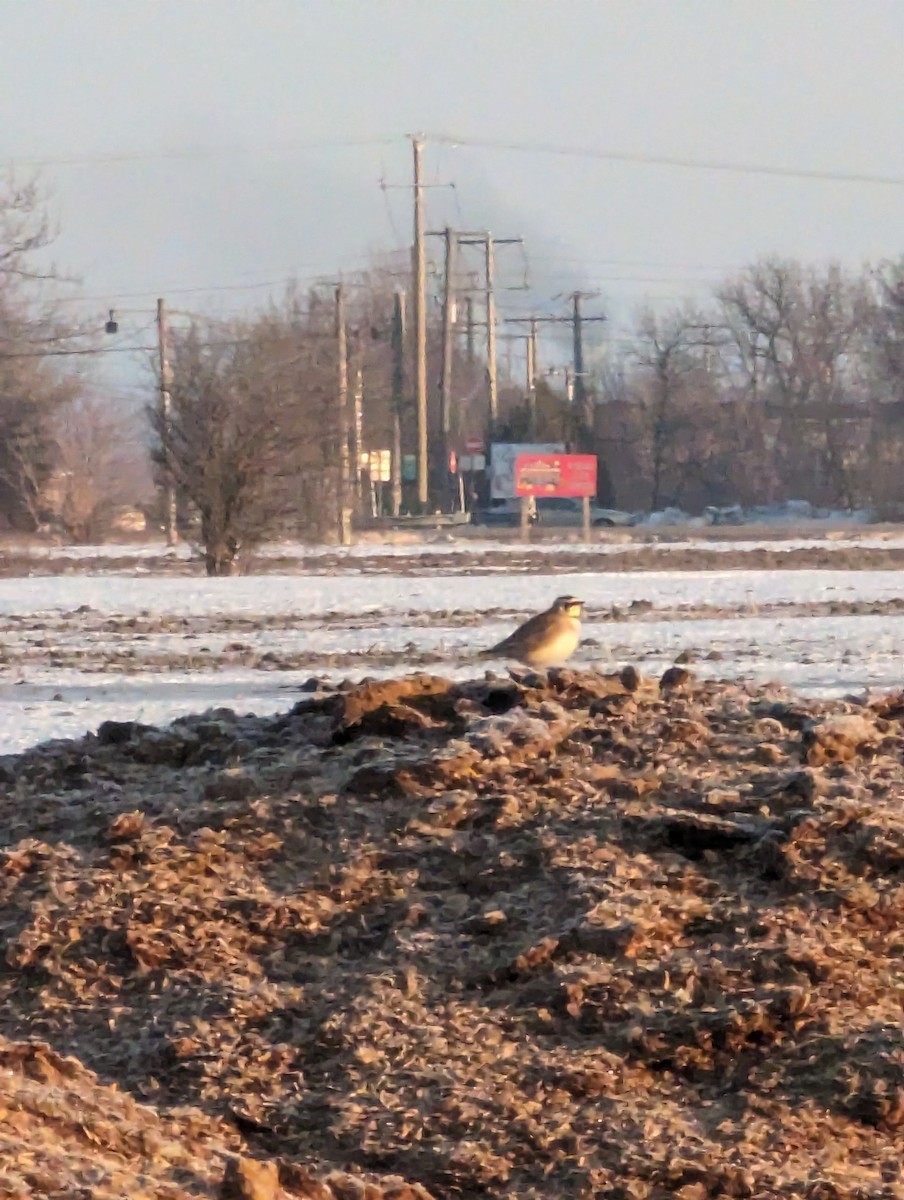 Эвэрт болжмор - ML615542776