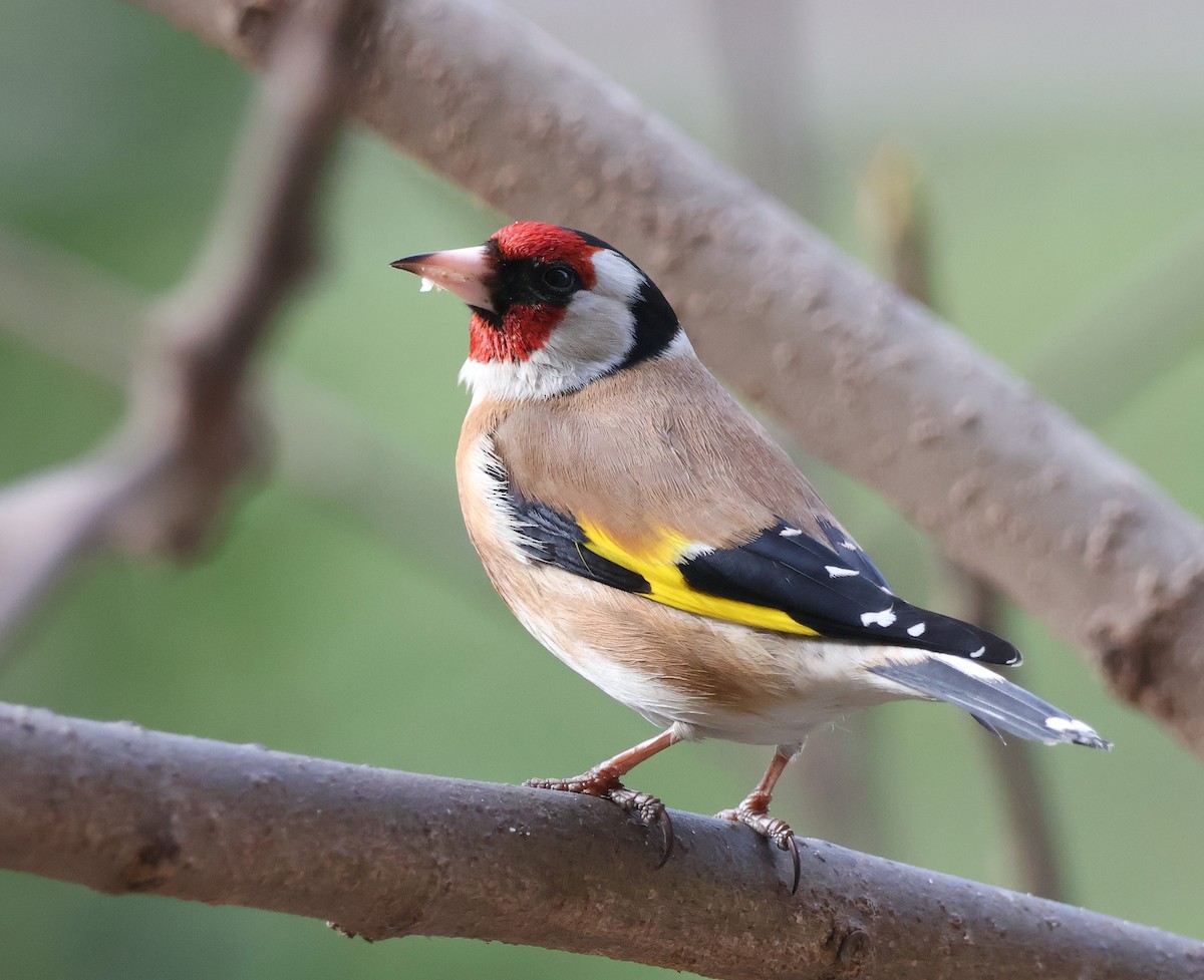 European Goldfinch - ML615542808