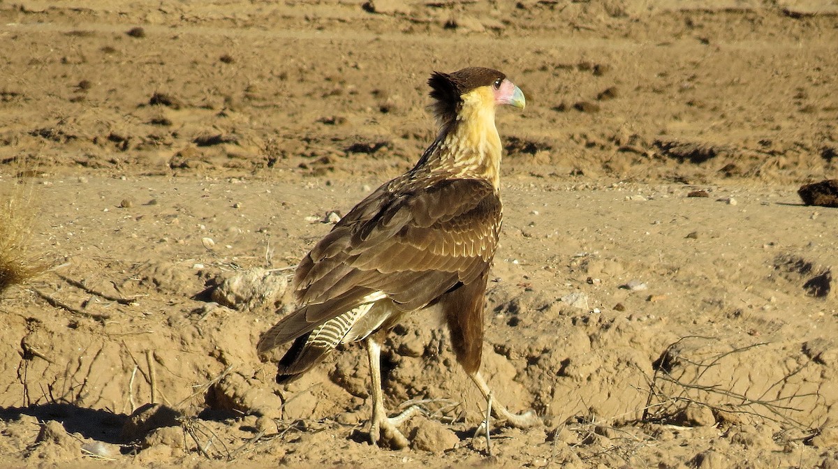 Crested Caracara (Northern) - ML615542824