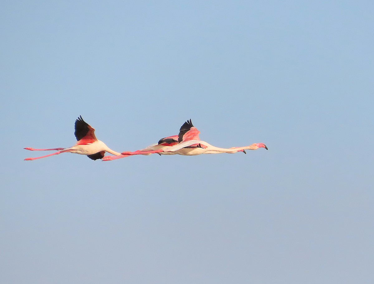 Greater Flamingo - ML615542838