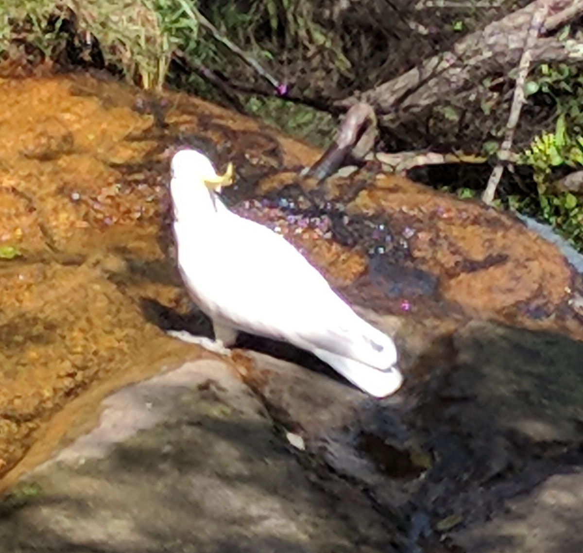 Sulphur-crested Cockatoo - ML615542871