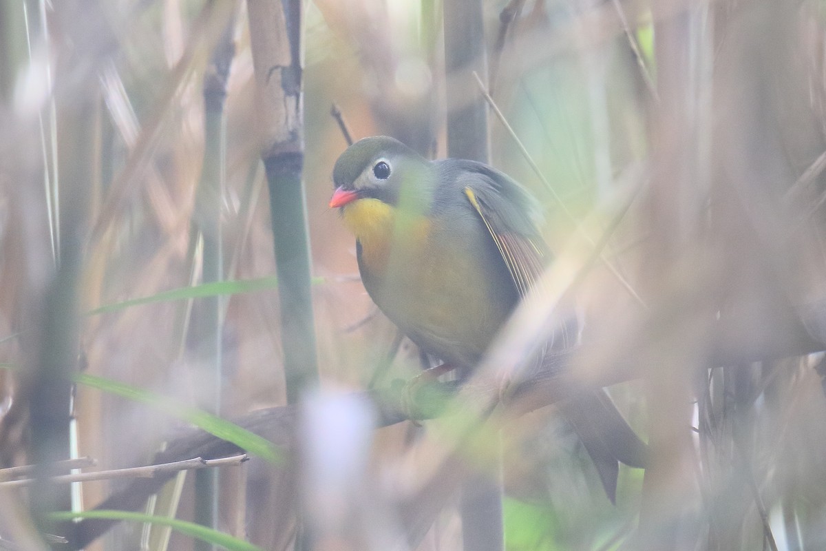 Red-billed Leiothrix - ML615542949
