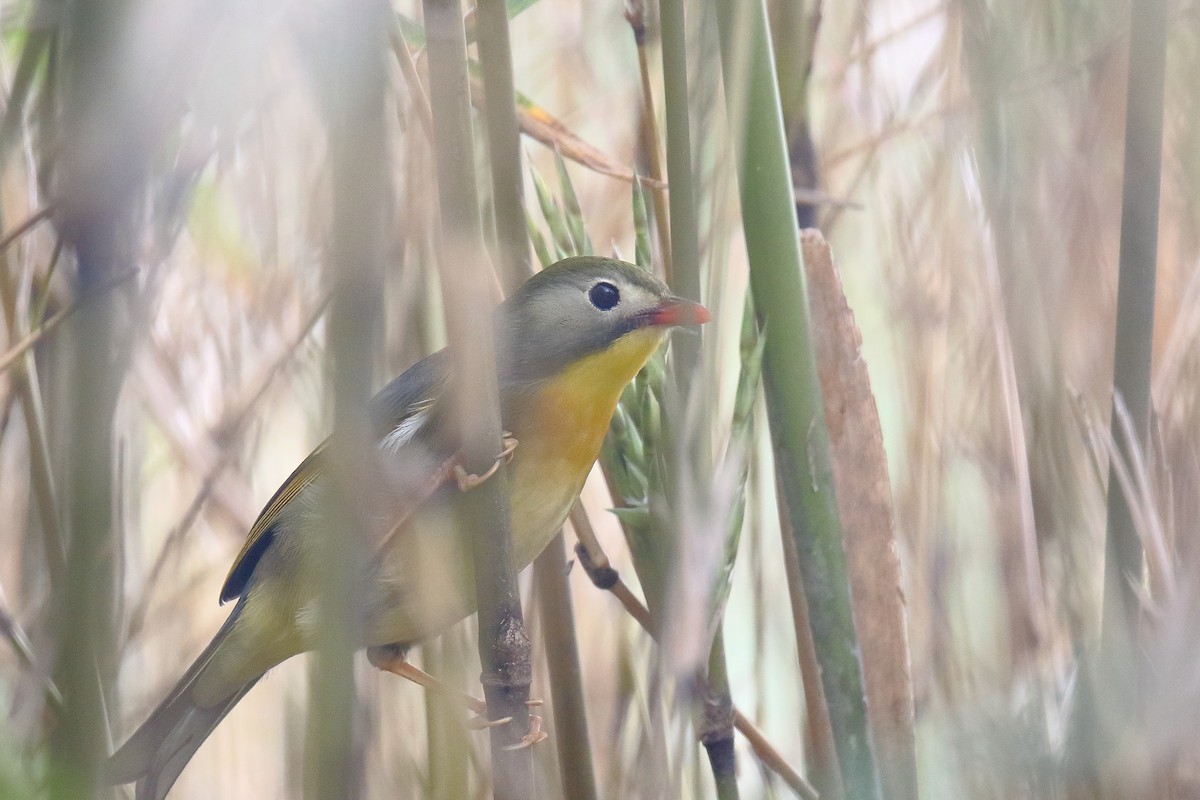 Red-billed Leiothrix - ML615542950
