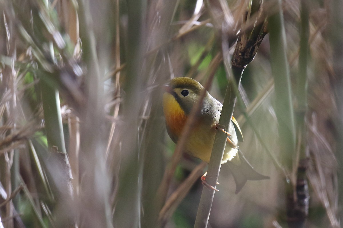 Red-billed Leiothrix - ML615542951