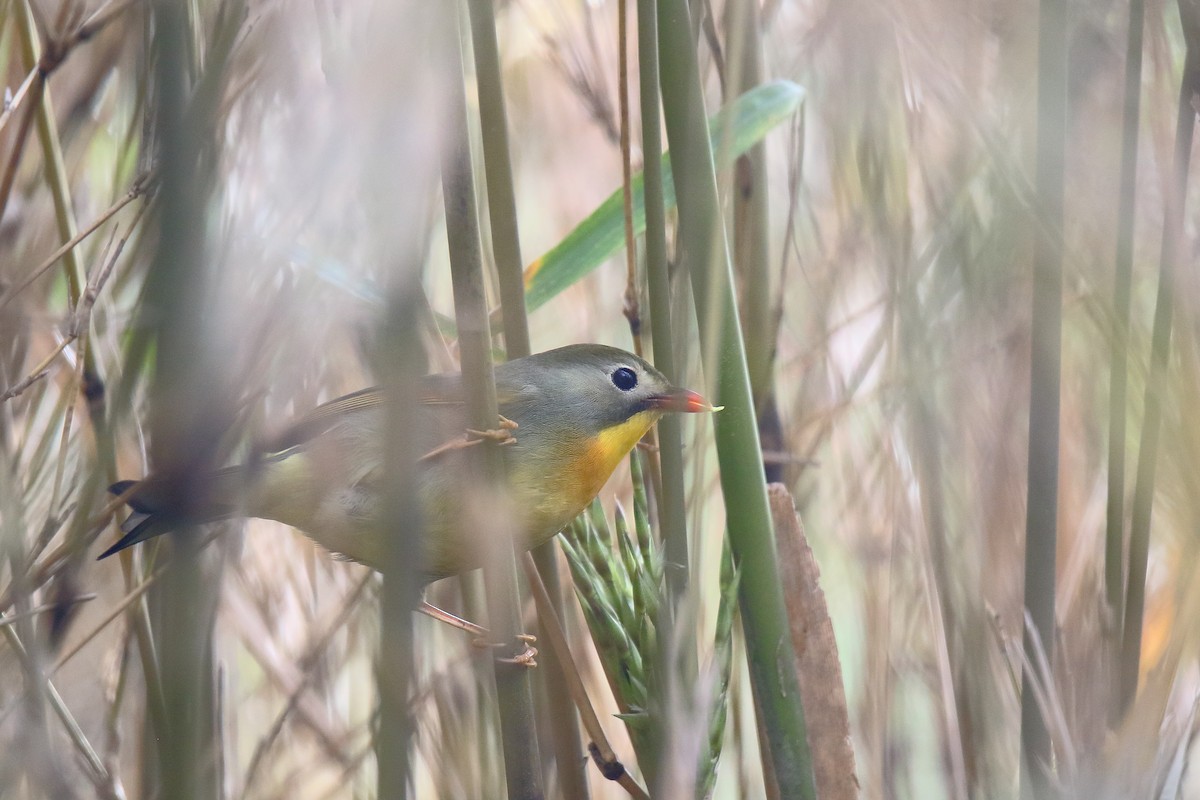 Red-billed Leiothrix - ML615542952