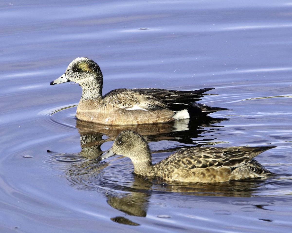 American Wigeon - ML615542966