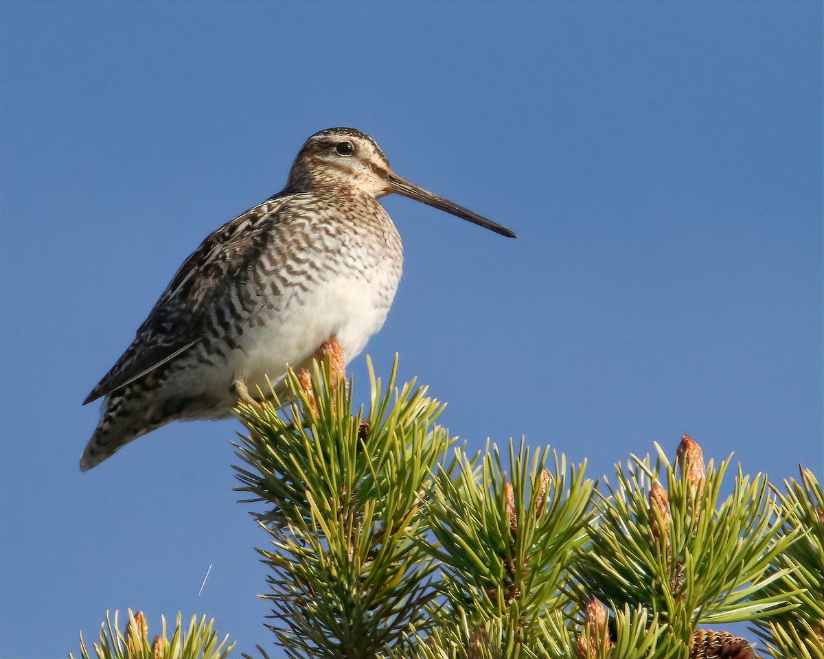 Wilson's Snipe - Mike Smith