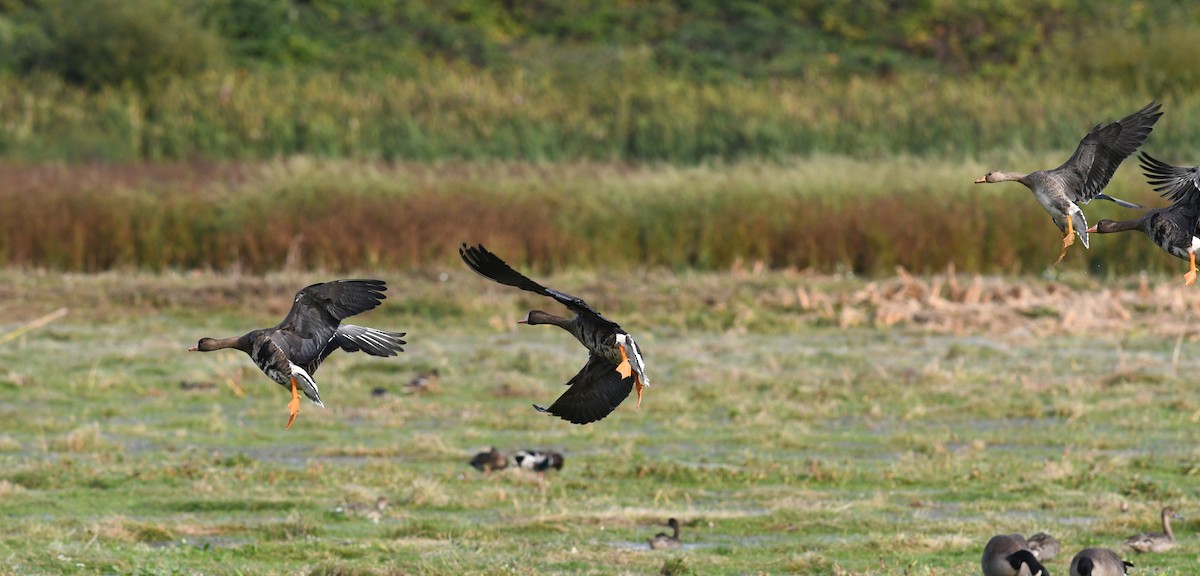 Greater White-fronted Goose - ML615543008