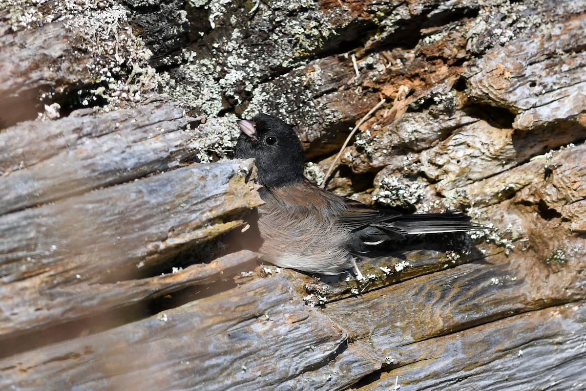 Dark-eyed Junco (Oregon) - ML615543086