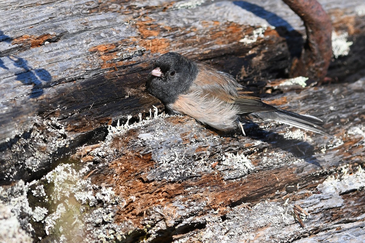 Dark-eyed Junco (Oregon) - ML615543087