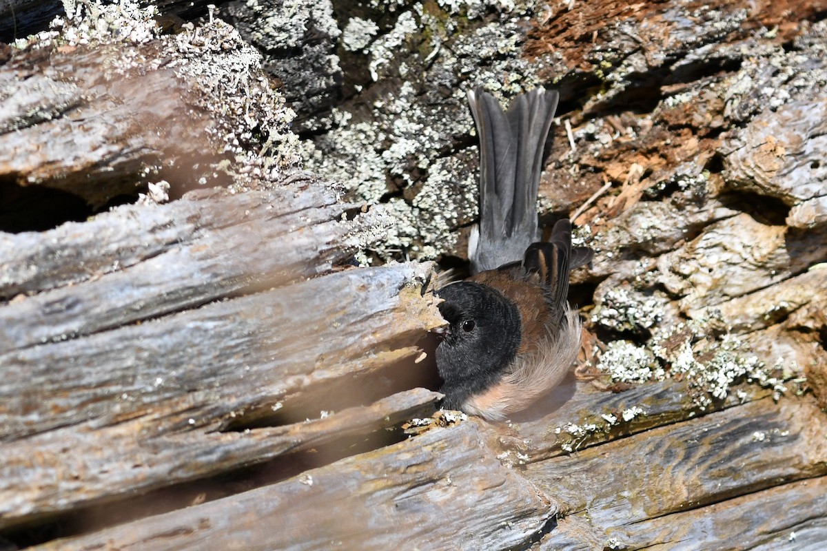 Dark-eyed Junco (Oregon) - ML615543089