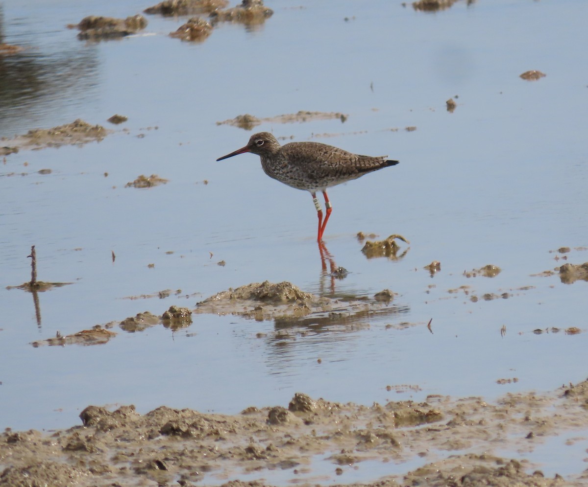 Common Redshank - ML615543093