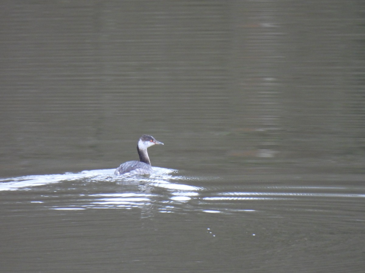 Horned Grebe - ML615543100