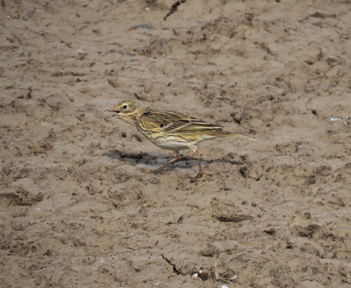 Meadow Pipit - ML615543102