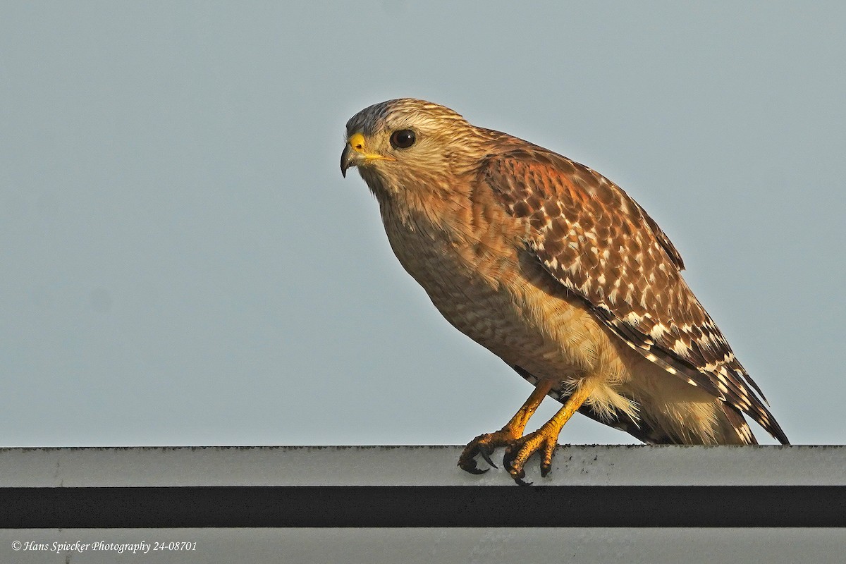 Red-shouldered Hawk - ML615543110
