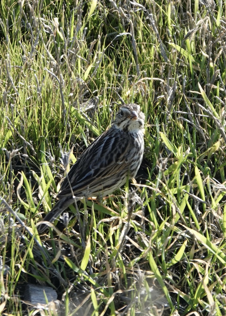 Savannah Sparrow - ML615543118