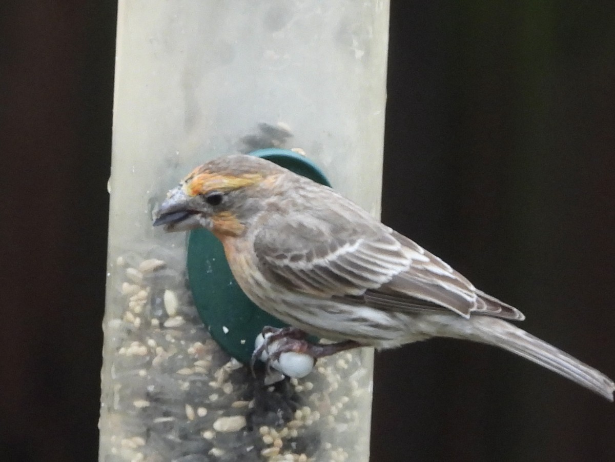 House Finch - ML615543143