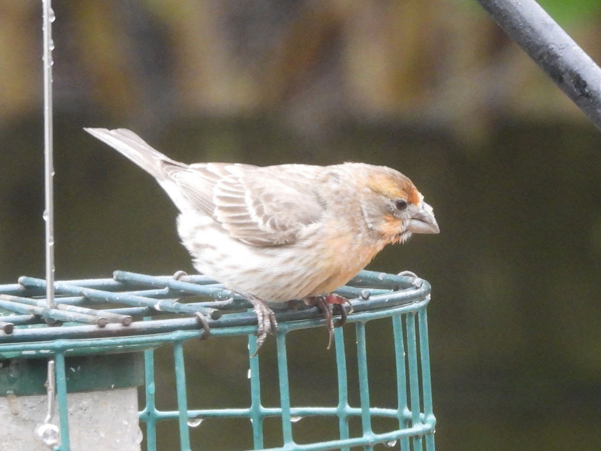 House Finch - ML615543144