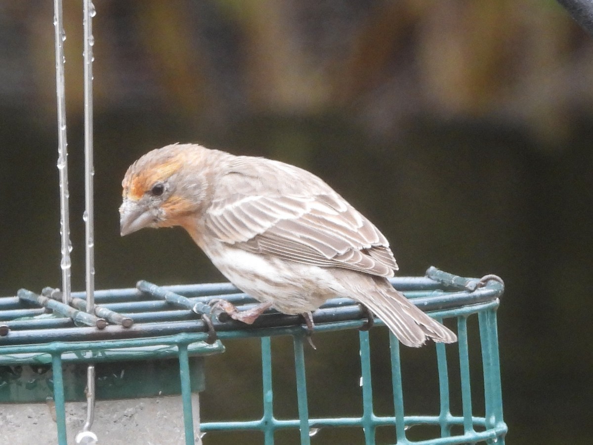 House Finch - ML615543145