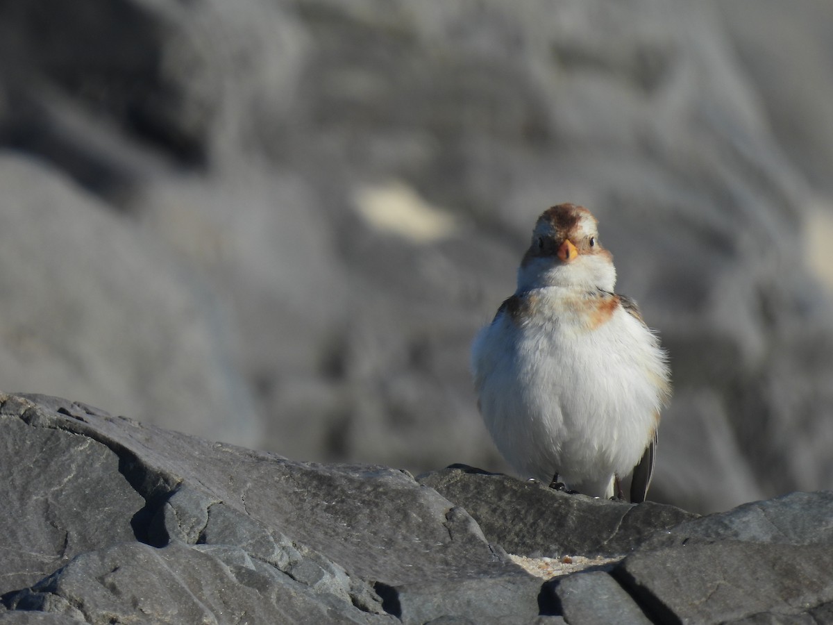 Snow Bunting - ML615543153