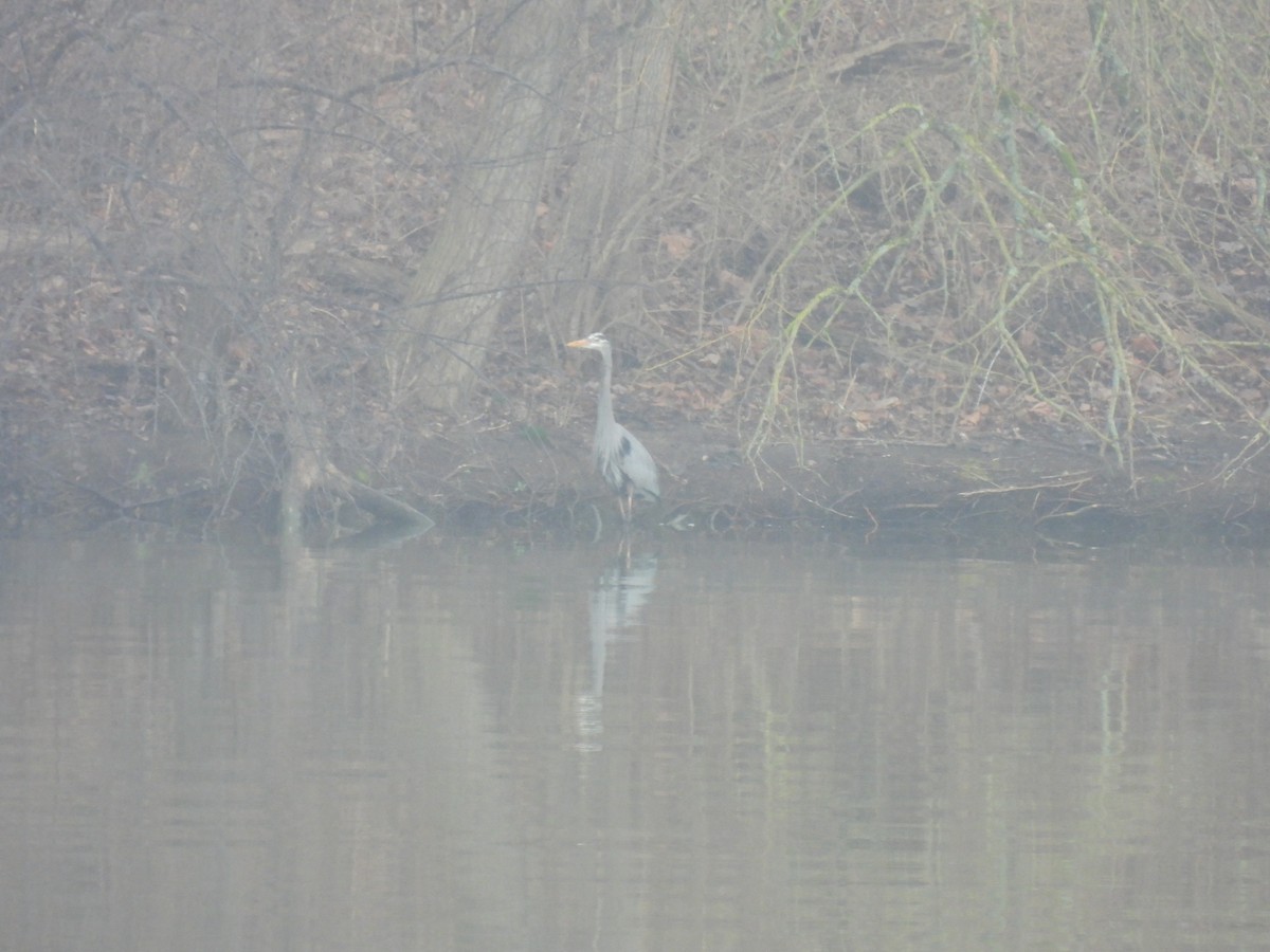 Great Blue Heron - ML615543160