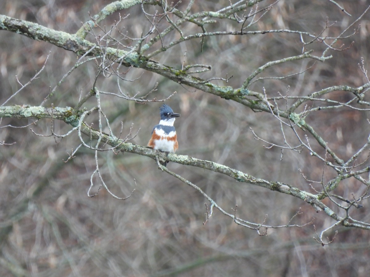 Belted Kingfisher - ML615543165