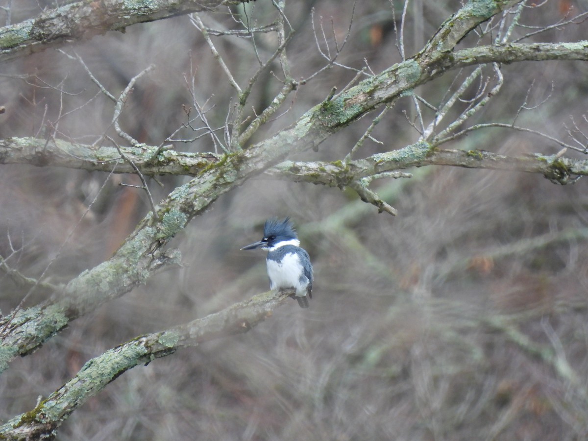 Belted Kingfisher - ML615543168