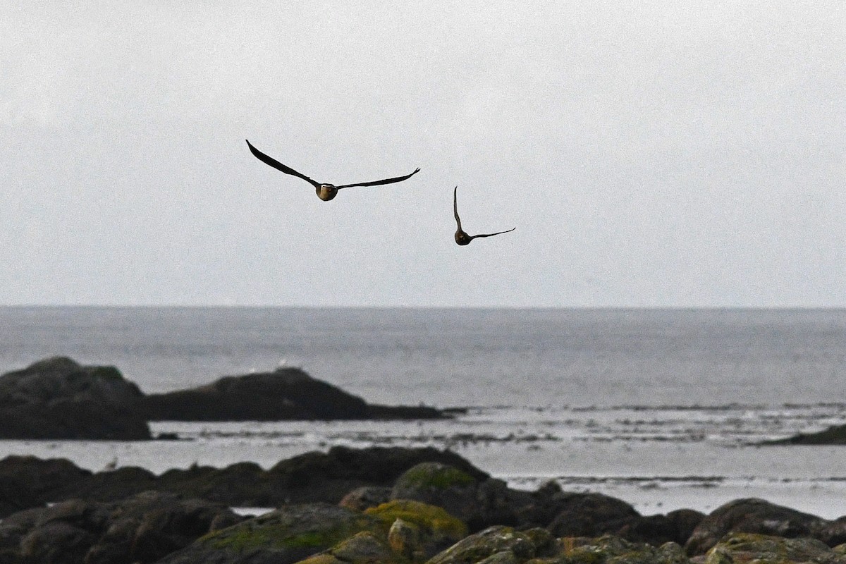 Peregrine Falcon - David M. Bell