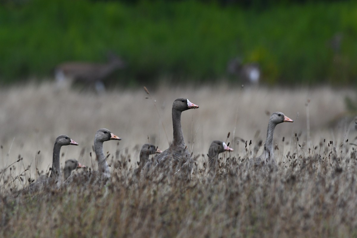 Greater White-fronted Goose - David M. Bell