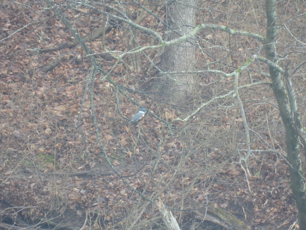 Martin-pêcheur d'Amérique - ML615543175