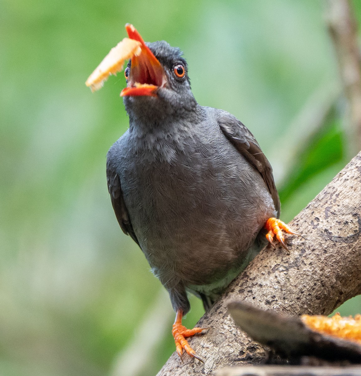 Square-tailed Bulbul (Sri Lanka) - ML615543184