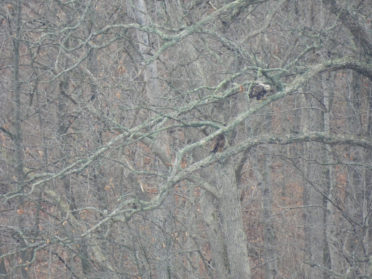 Bald Eagle - ML615543187