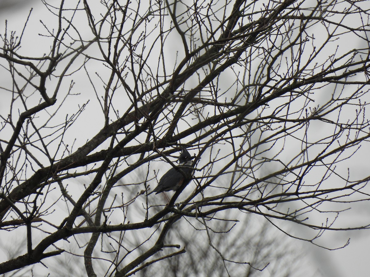 Belted Kingfisher - ML615543195