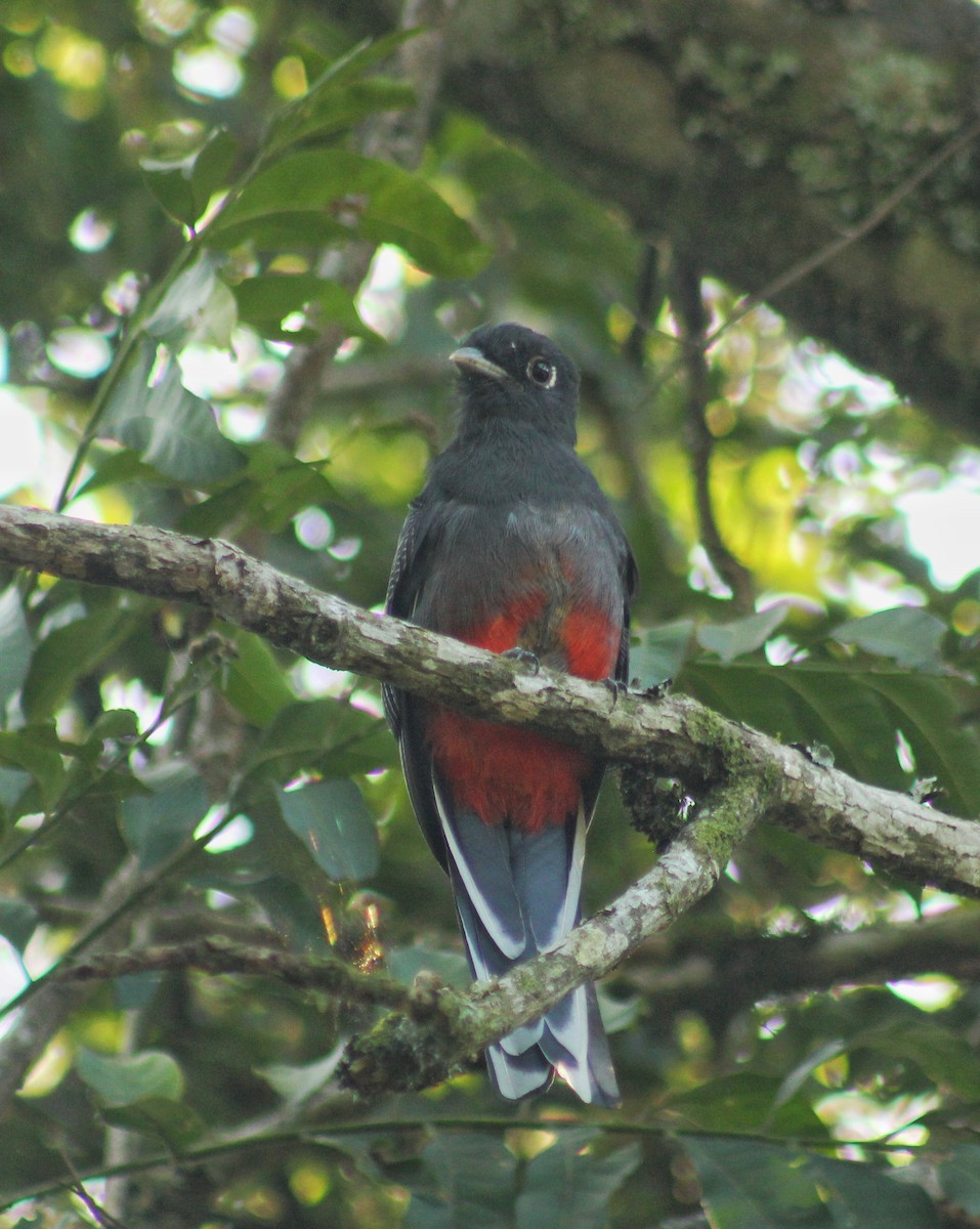 Surucua Trogon (Red-bellied) - ML615543201